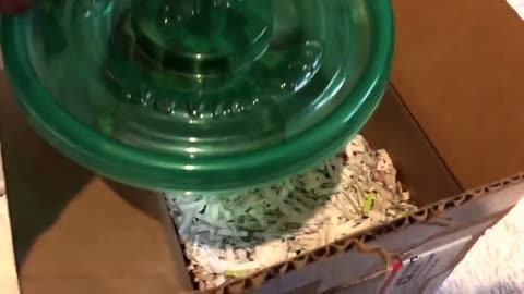 Baby Tortoise unboxing!