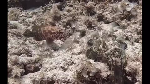 Octopus Slaps Fish 🤣