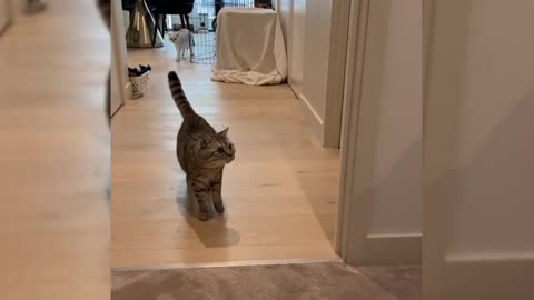 Crazy Cats Caught on Camera: Funny Cat Moments Guaranteed to Make You Smile!