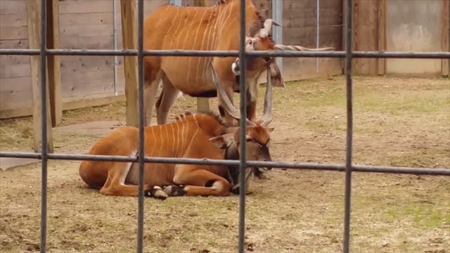 Antelope Picks Friends Ear With Antler And Eats It