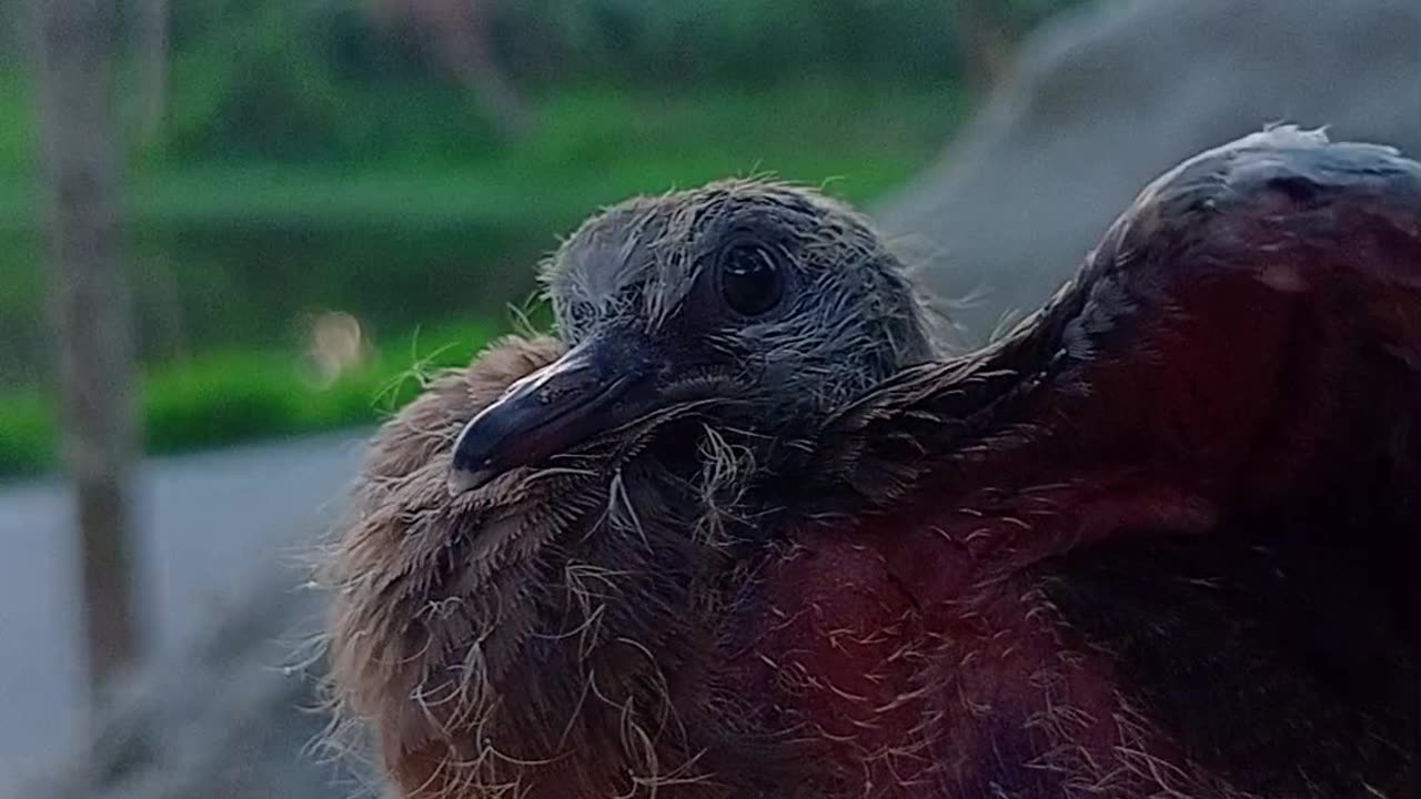 The baby dove fell from the tree