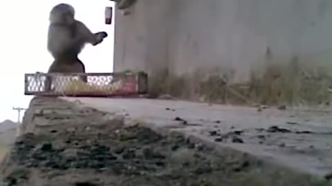 Top 16 Moments Animals Get Electrocuted-7