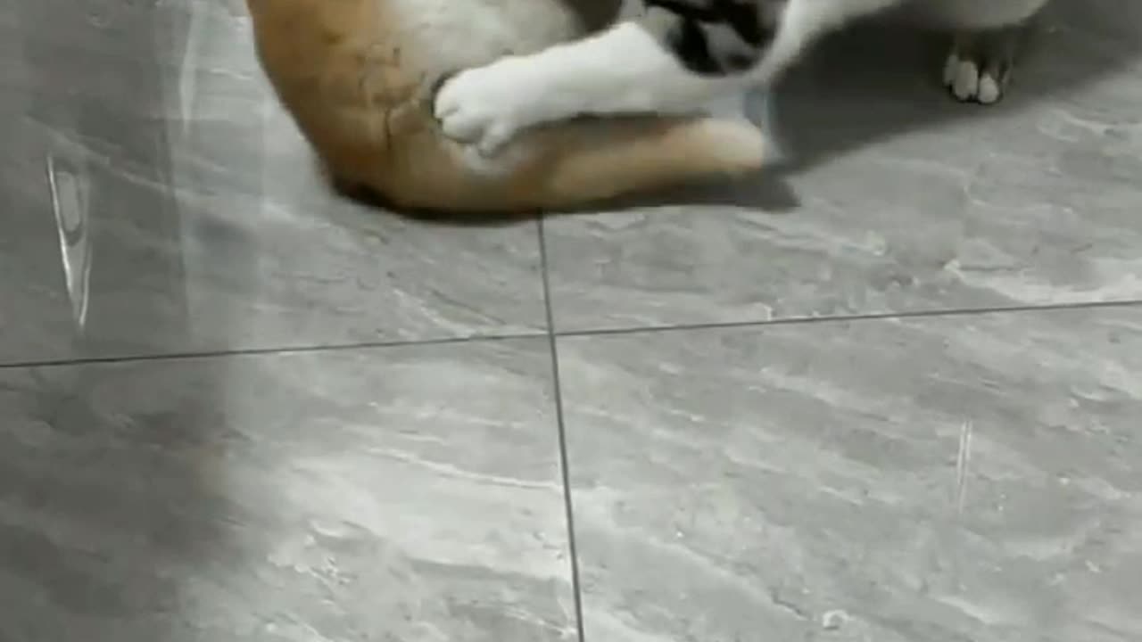 Cat dog funny 🤣 video