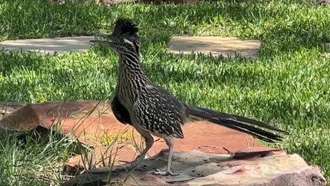 Roadrunner at Marluc Bella Vita Ranch on Lake Godstone