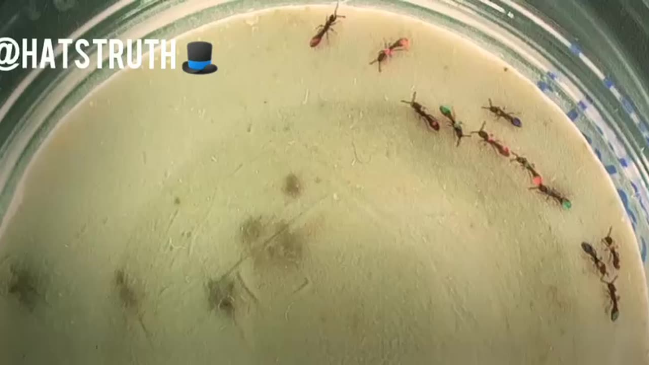 Rockefeller funded genetically modified ants used to study human society