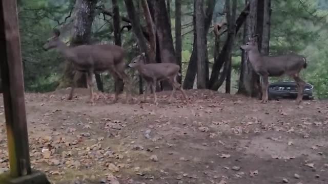 A little treat for the deer
