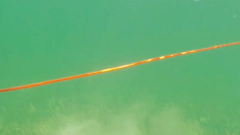 Surprised by Manatee Spearfishing