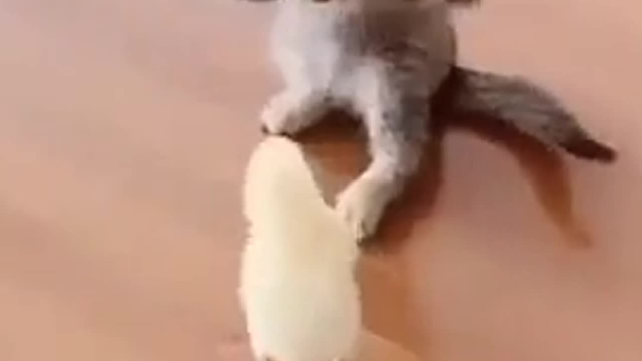 Best Funny Animal Videos Of The 2023 π€£ - Funniest Cats πΊπ