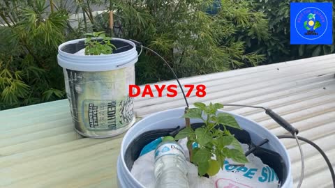 After 78 days, you can see that the flowers are about to bloom