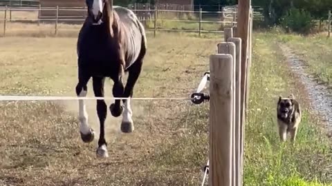Freinds Horse & Dog Running video