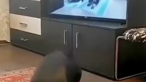 cute animals