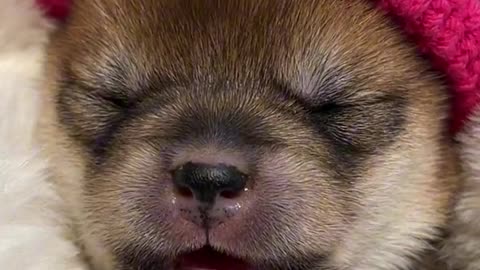 Oh my God #Shiba Inu Baby #小 milkdog # A very well-behaved puppy at first glance #豆Chai #Shiba Inu