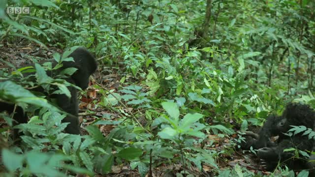 Robot spy gorilla infiltrates a wild gorilla troop 🕵️🦍 Spy In The Wild - BBC