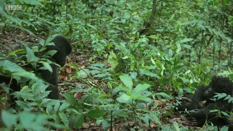 Robot spy gorilla infiltrates a wild gorilla troop 🕵️🦍 Spy In The Wild - BBC