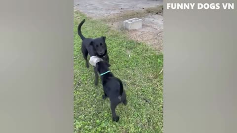 Animals Funny Videos