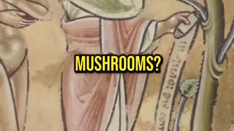 Mushrooms 🍄