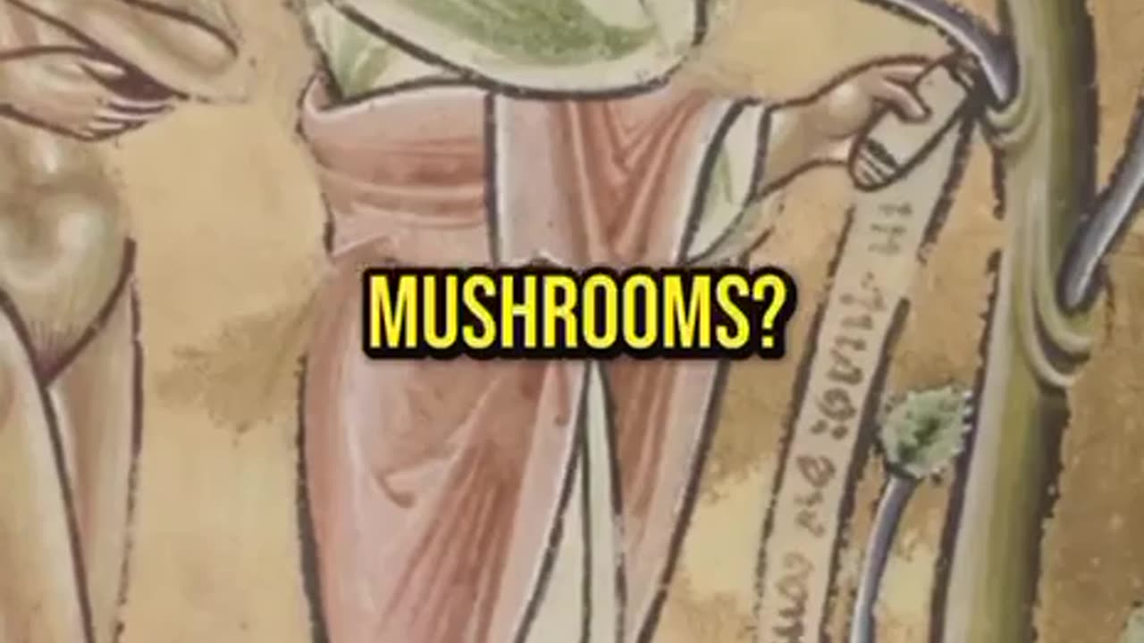 Mushrooms 🍄
