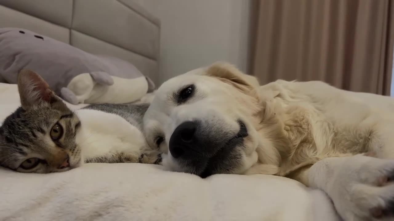 Golden retrievers DOG and Cat are best friends