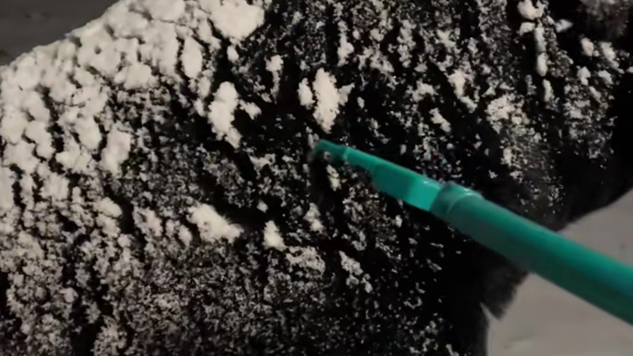 RAKING SNOW OFF OF A BEAR