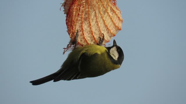 A bird hanging in the air.