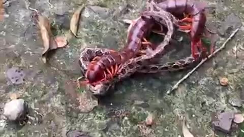 This Centipede Has The Ball Of Concrete To Fight A Snake Like This