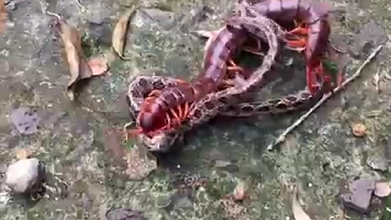 This Centipede Has The Ball Of Concrete To Fight A Snake Like This