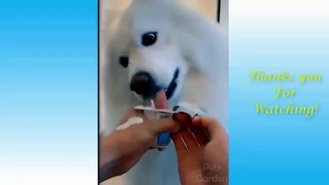 Dog Likes Yoghurt