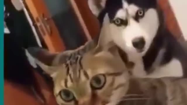 cat and dog funny