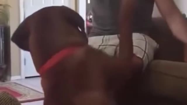 FUNNY ANIMALS VIDEOS TRY NOT TO LAUGH 🤣 | FUNNY CATS | FUNNY DOGS | CUTEST ANIMALS #SHORTS EP67