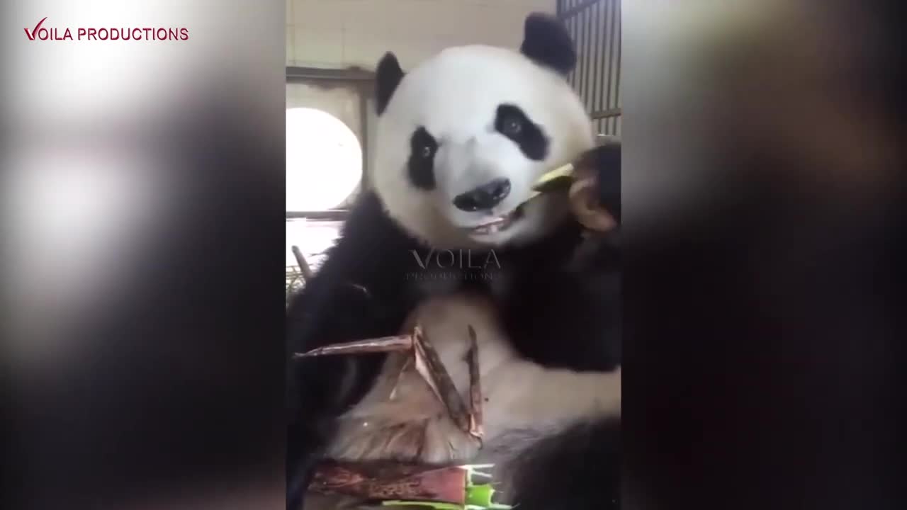 Awesome Panda Eating Bamboo