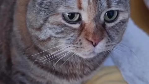 Beautiful cat 🐈 trending video