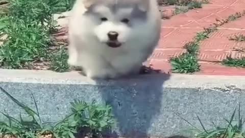 Funny cat & dog fun