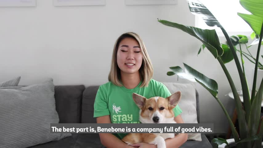 the Benebone Wishbone Chew Toy for Dogs