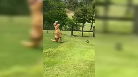 Funny dog cat 😍