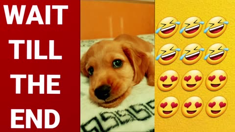 Funny dogs video part-3🤣🤣🤣🤣👌👌😍