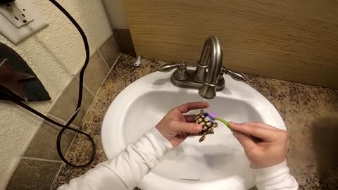 We Found a Baby Tortoise! - Morning Routine-19