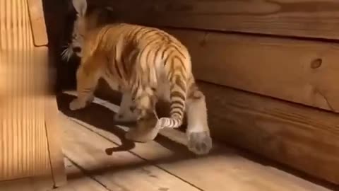 Funny Animal