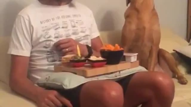 Dog pretends not watching when owner eats.