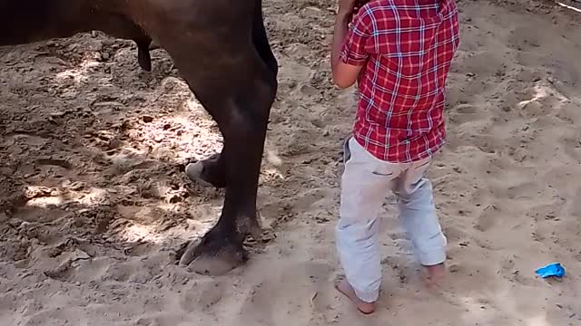 Indian funny video baby swinging with disguise tail