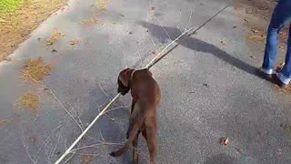 Puppy running with a tree.