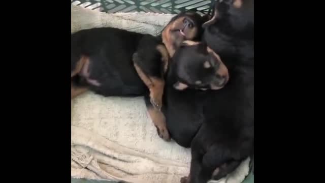 Free Dog Adoption Rottweiler puppies booking open for adoption