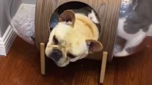 SUPER FUNNY DOG VIDEOS 2022