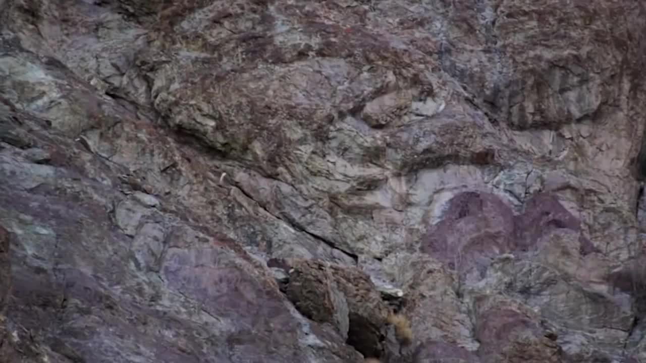 Mountain Goat Tossing Snow Leopard Falls Down From Cliff To Escape - Even The Mighty Can Falter-12