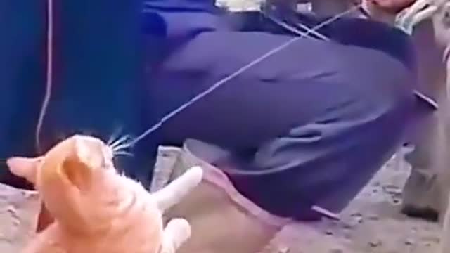 funnyvideos#cute#cat