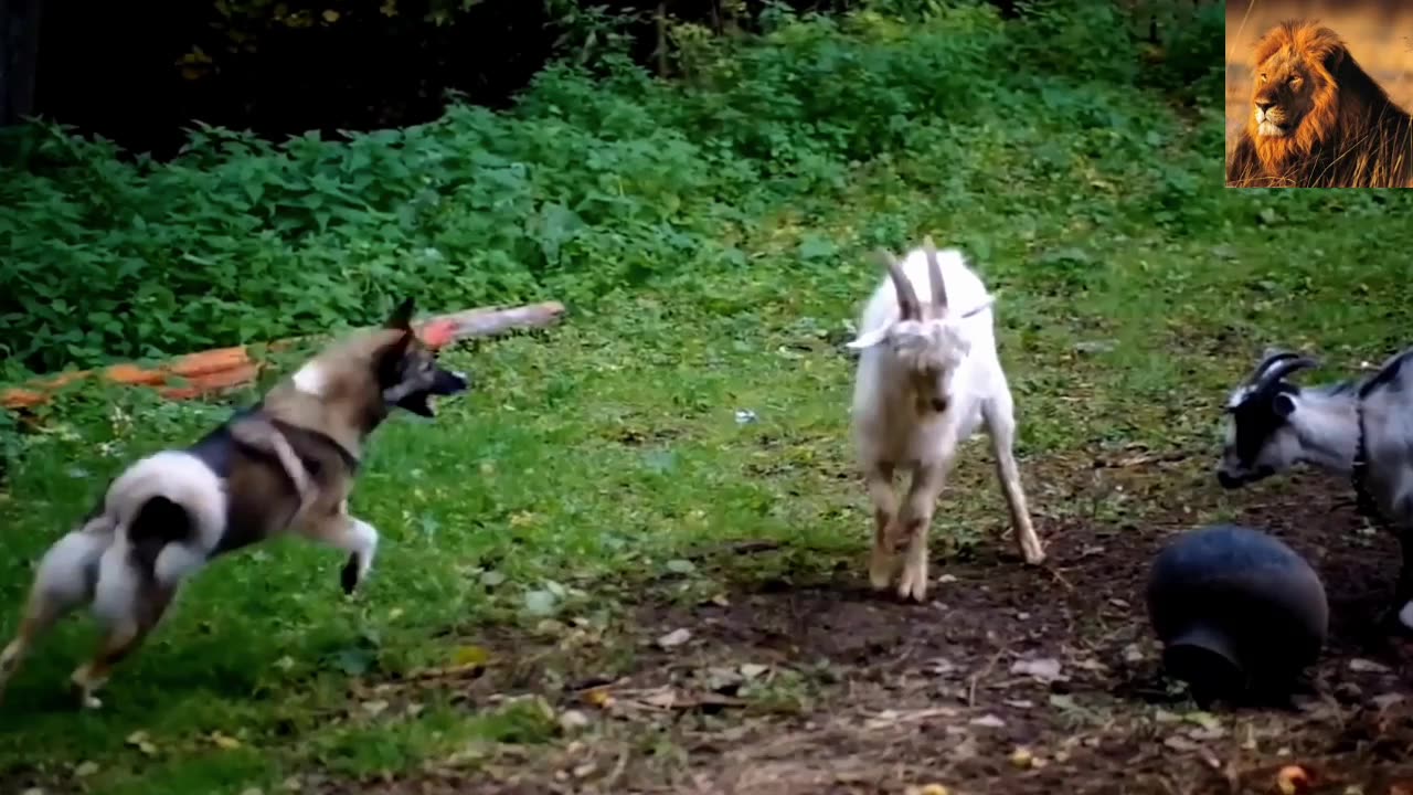 The Most Amazing Crazy Goat Attacks Ever Caught On Camera | Funny Animals | Lion attack