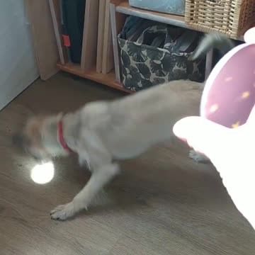 Funny dog plays like a cat ;-)