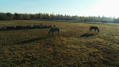 Aerial view of sheep flock and horses grazing in the farm field