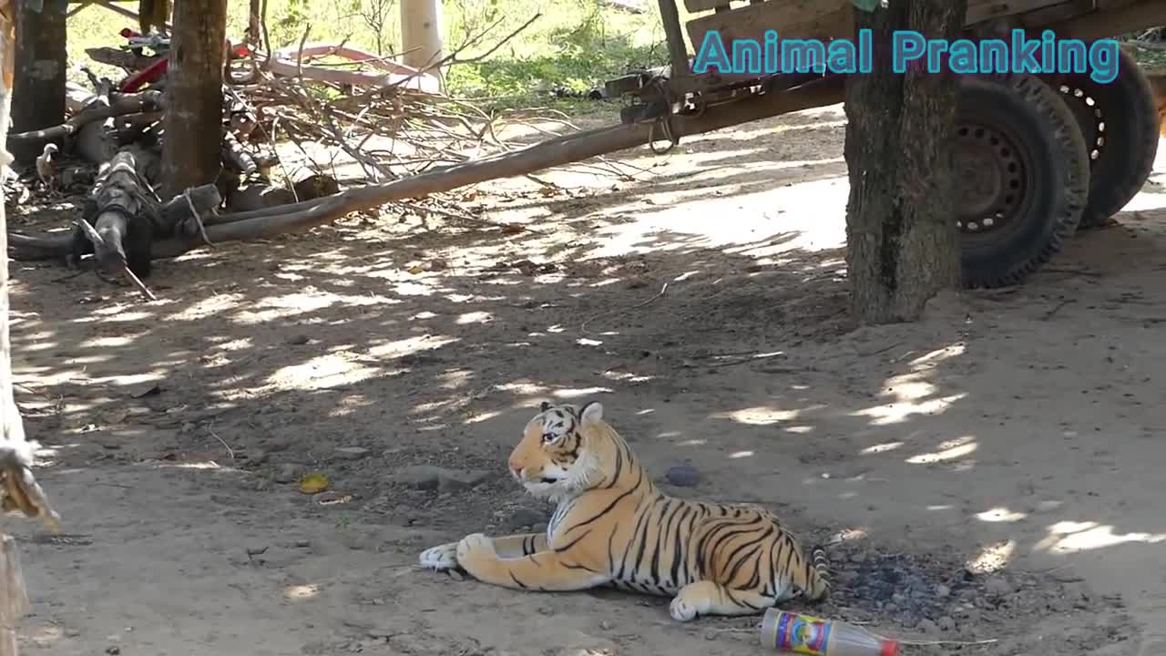 Fake Tiger Prank dogs vs 2