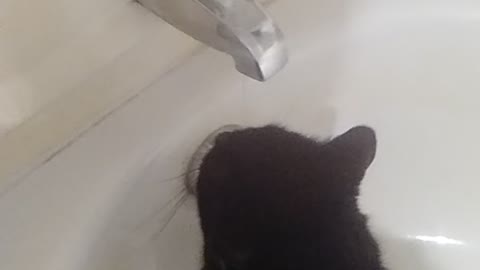 Black cat drinking