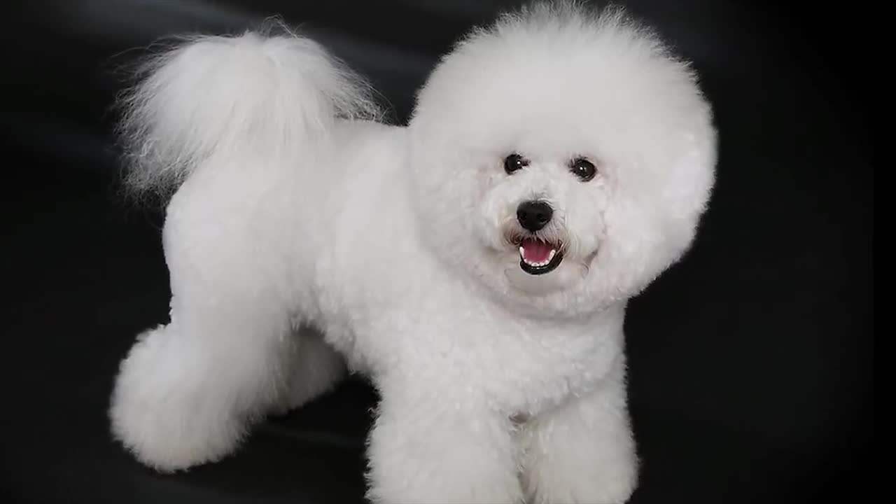 TOP 10 CUTEST AND ADORABLE PET DOGS IN THE WORLD 🐕 🥰